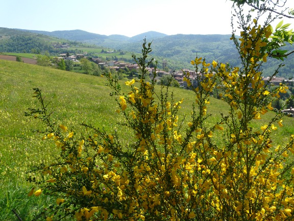 Moll&oacute;